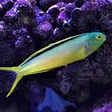 Green Canary Blenny - Coral's Coral