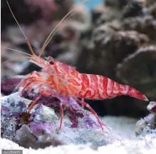 Live 6/18/26 Kuekenthals Shrimp - Coral's Coral