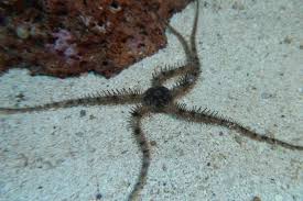Brittle Starfish - Coral's Coral