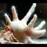 Live 6/18/26 Antler Staghorn Crab - Coral's Coral