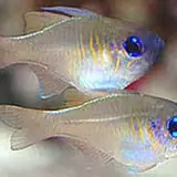 Glass Cardinal - Coral's Coral