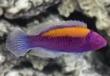 Orangeback Fairy Wrasse - Coral's Coral