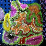 Live 5/28/29 Ultra Carpet Mini Maxi Anemone - Coral's Coral Auction