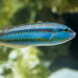 Live 6/18/26 Slippery Dick Wrasse - Coral's Coral