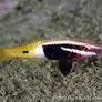 Bicolor Goatfish - Coral's Coral