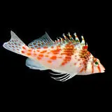 Live 6/18/26 Falco Hawkfish - Coral's Coral