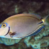 Live 6/18/26 Ocean Surgeon Tang - Coral's Coral
