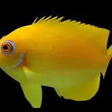 Lemonpeel Angel - Coral's Coral