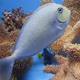 Live 6/18/26 Spotted Unicorn Tang - Coral's Coral
