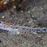 Live 6/18/26 Decorated Sand Goby - Coral's Coral