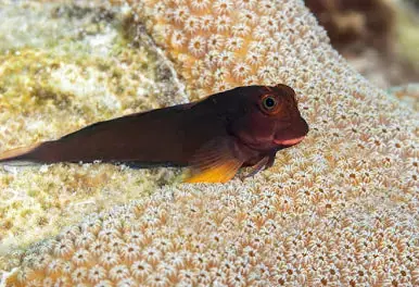 Live 6/18/26 Redlip Blenny - Coral's Coral