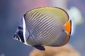 Pakistani Butterfly - Coral's Coral