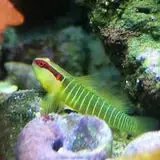 Green Banded Goby - Coral's Coral