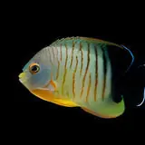 *Eibli Angel - Coral's Coral