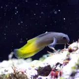 Flametail Blenny - Coral's Coral