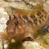 Horned Blenny - Coral's Coral