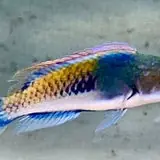 Live 6/18/26 Male Purple Scale Fairy Wrasse - Coral's Coral