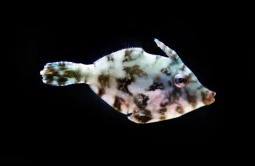 Live 6/18/26 *Matted "Aptasia Eating" Leatherjacket Filefish - Coral's Coral