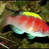 Yellow Fin Fairy Wrasse - Coral's Coral