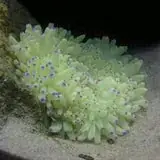 Colored Sebae Anemone - Coral's Coral