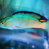 Black Fin Fairy Wrasse - Coral's Coral
