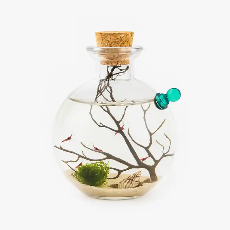 Shrimp Ecosphere - Opae Ula Ecosystem