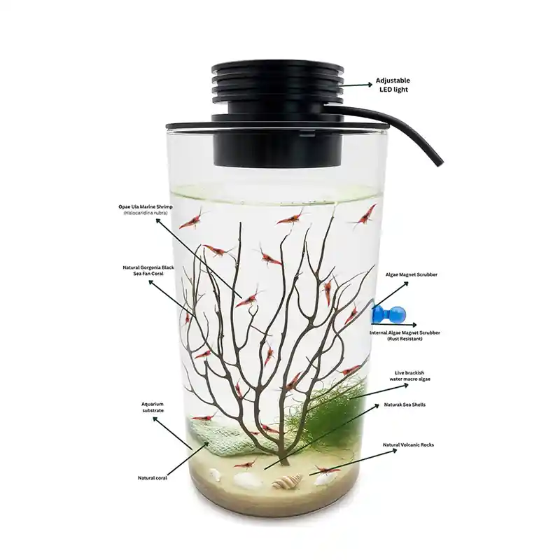 Self Sustaining Ecosystem With 20 Opae Ula And LED Light - My Store
