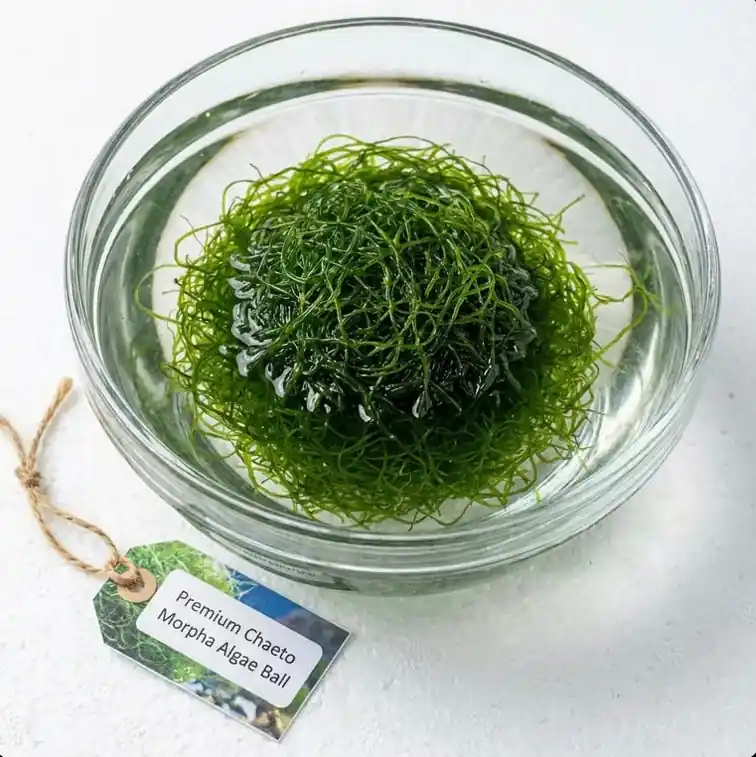 Extra Chaetomorpha Macro Algae (≈ 2″ Diameter) - Shrimp Ecosphere
