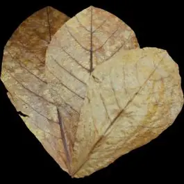 Dennerle Catappa Leaves - New